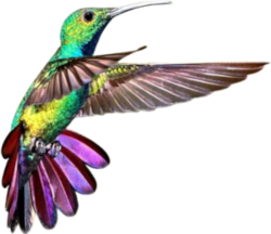 colibri
